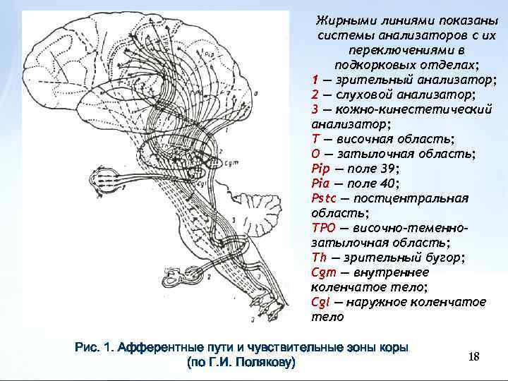 Жирными линиями показаны системы анализаторов с их переключениями в подкорковых отделах; 1 — зрительный