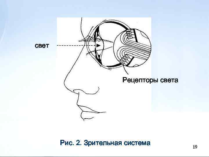 свет Рецепторы света Рис. 2. Зрительная система 19 