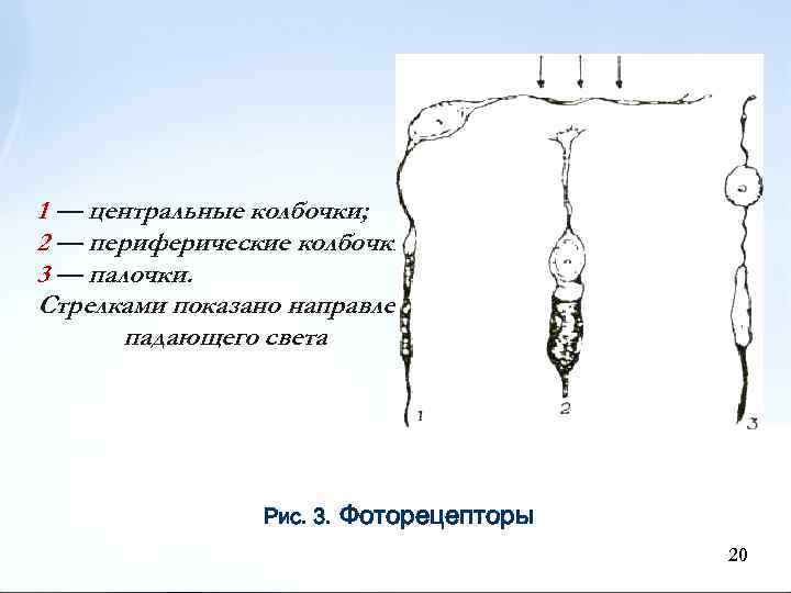 1 — центральные колбочки; 2 — периферические колбочки; 3 — палочки. Стрелками показано направление
