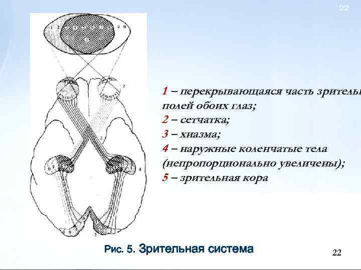 22 1 – перекрывающаяся часть зрительн полей обоих глаз; 2 – сетчатка; 3 –