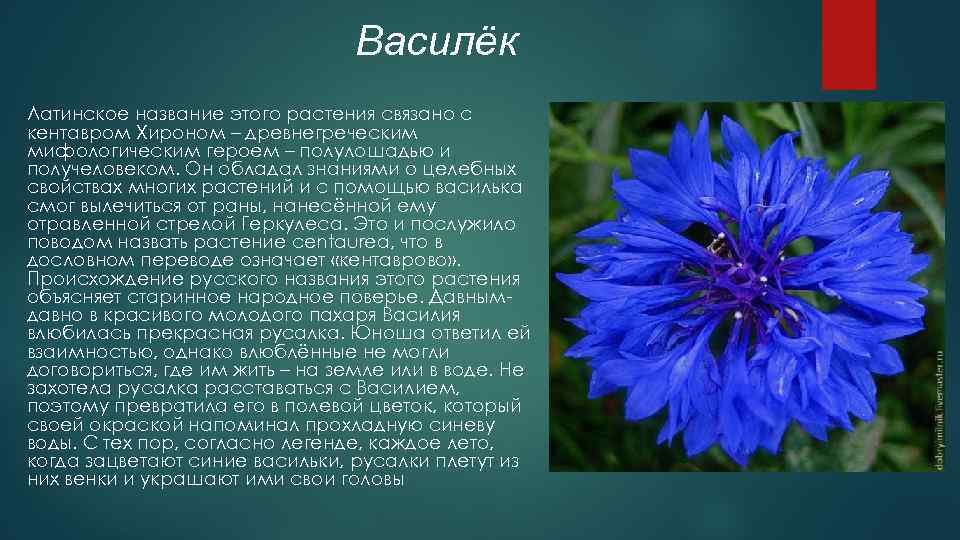 Василёк Латинское название этого растения связано с кентавром Хироном – древнегреческим мифологическим героем –