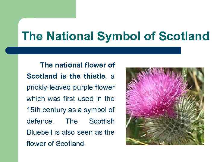 The National Symbol of Scotland The national flower of Scotland is the thistle, a