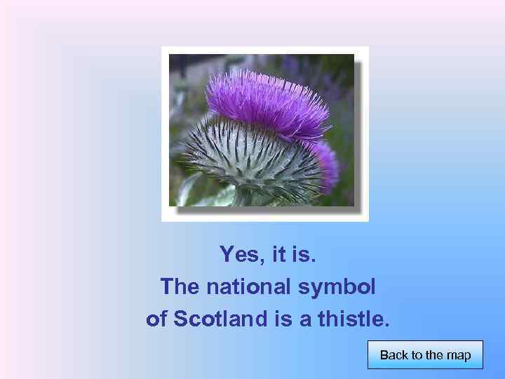 Yes, it is. The national symbol of Scotland is a thistle. Back to the