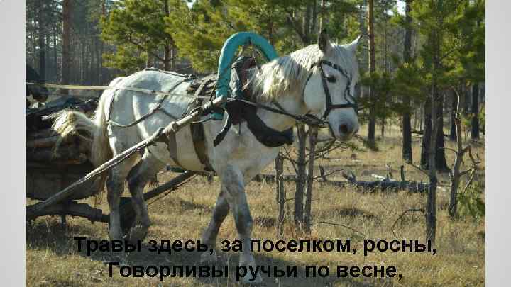 Травы здесь, за поселком, росны, Говорливы ручьи по весне, 