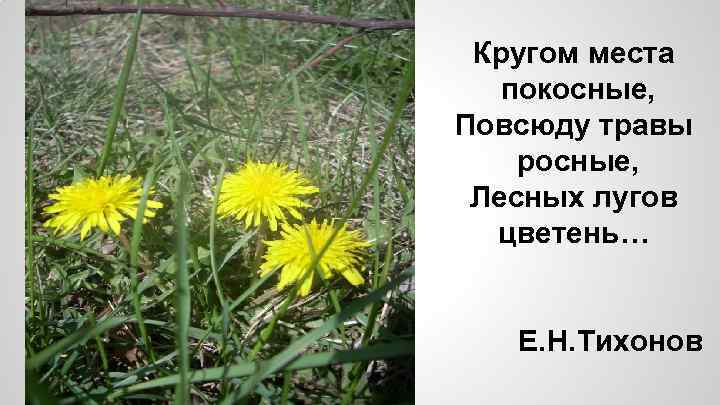 Кругом места покосные, Повсюду травы росные, Лесных лугов цветень… Е. Н. Тихонов 