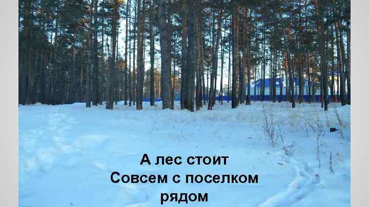 А лес стоит Совсем с поселком рядом 
