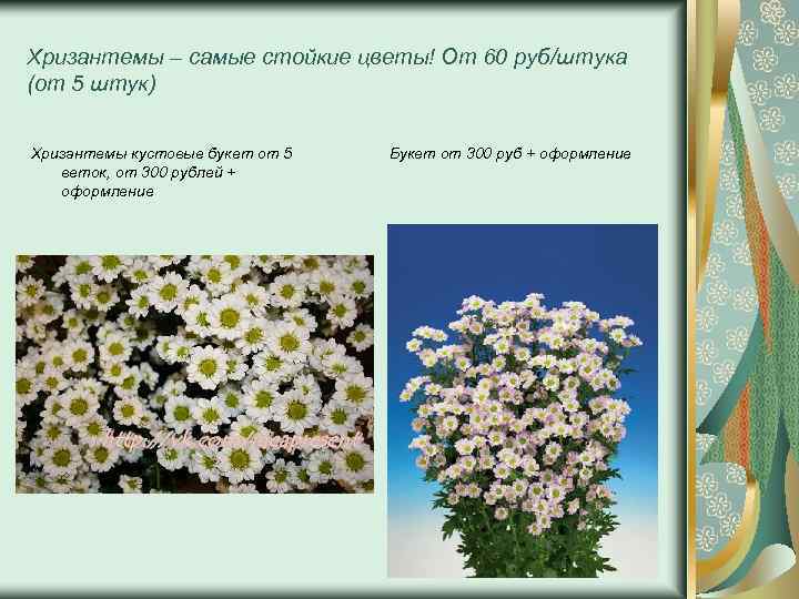 Хризантемы – самые стойкие цветы! От 60 руб/штука (от 5 штук) Хризантемы кустовые букет