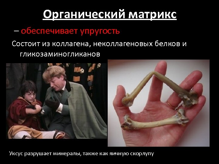 Органический матрикс – обеспечивает упругость Состоит из коллагена, неколлагеновых белков и гликозаминогликанов Уксус разрушает