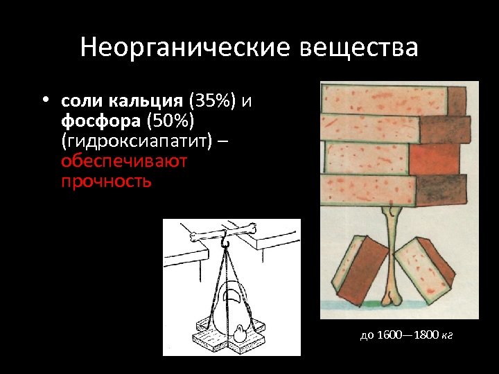 Неорганические вещества • соли кальция (35%) и фосфора (50%) (гидроксиапатит) – обеспечивают прочность до