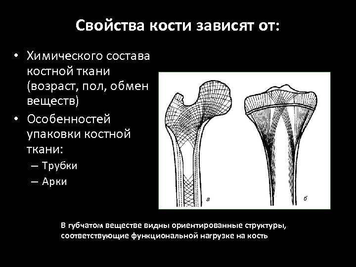 Состав костной ткани