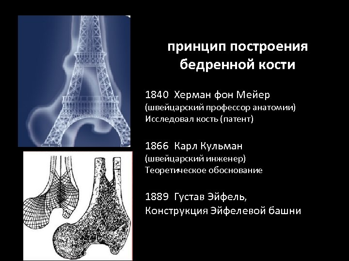 принцип построения бедренной кости 1840 Херман фон Мейер (швейцарский профессор анатомии) Исследовал кость (патент)