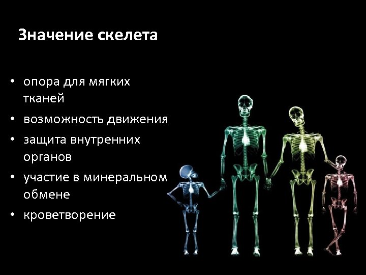 Значение скелета человека. Скелет опора. Значение скелета. Скелет и опора внутренних органов.