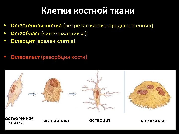 Клетки костной ткани • Остеогенная клетка (незрелая клетка-предшественник) • Остеобласт (синтез матрикса) • Остеоцит