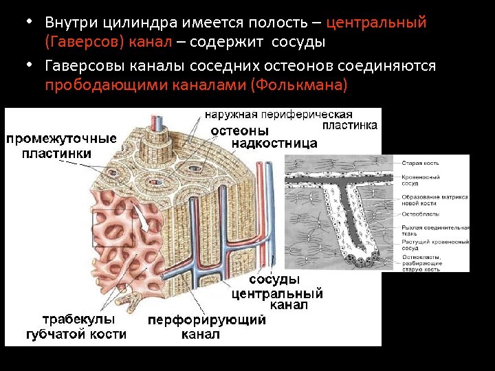 Полость имеется в