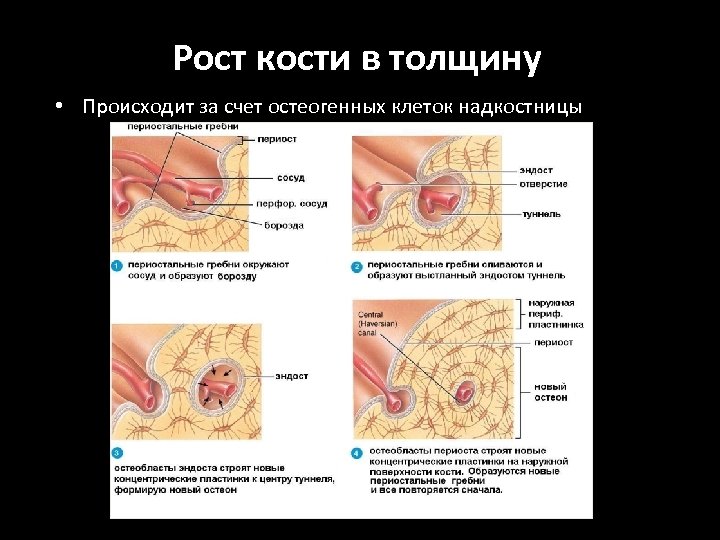 Рост кости в толщину • Происходит за счет остеогенных клеток надкостницы 