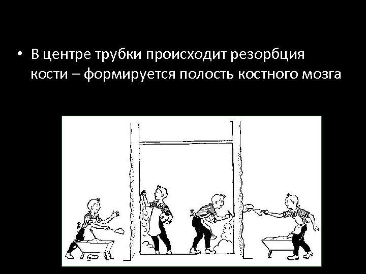  • В центре трубки происходит резорбция кости – формируется полость костного мозга 