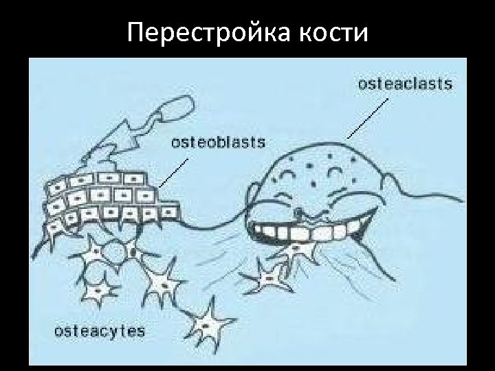 Перестройка кости 