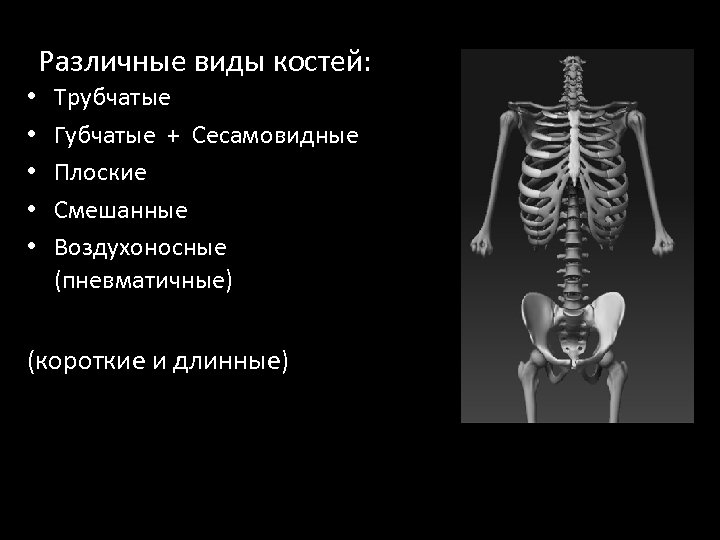 Различные виды костей: • • • Трубчатые Губчатые + Сесамовидные Плоские Смешанные Воздухоносные (пневматичные)