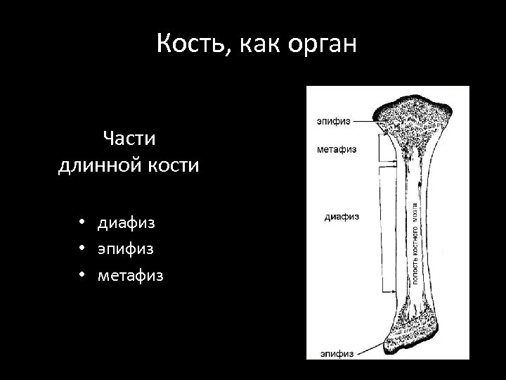 Метафиз бедренной кости