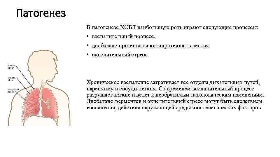 Патогенез В патогенезе ХОБЛ наибольшую роль играют следующие процессы: • воспалительный процесс, • дисбаланс