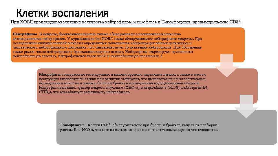 Клетки воспаления При ХОБЛ происходит увеличение количества нейтрофилов, макрофагов и Т-лимфоцитов, преимущественно CD 8+.