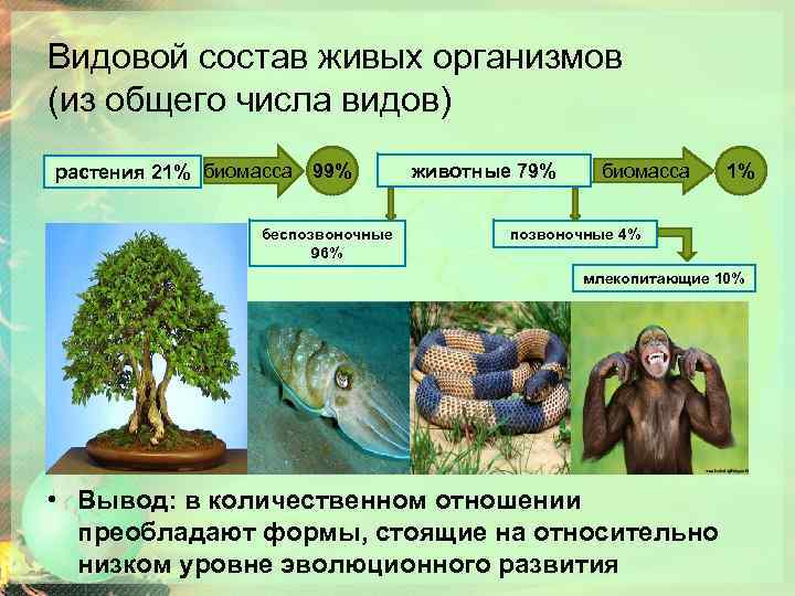 Диаграмма соотношения биомассы растений и животных в океане