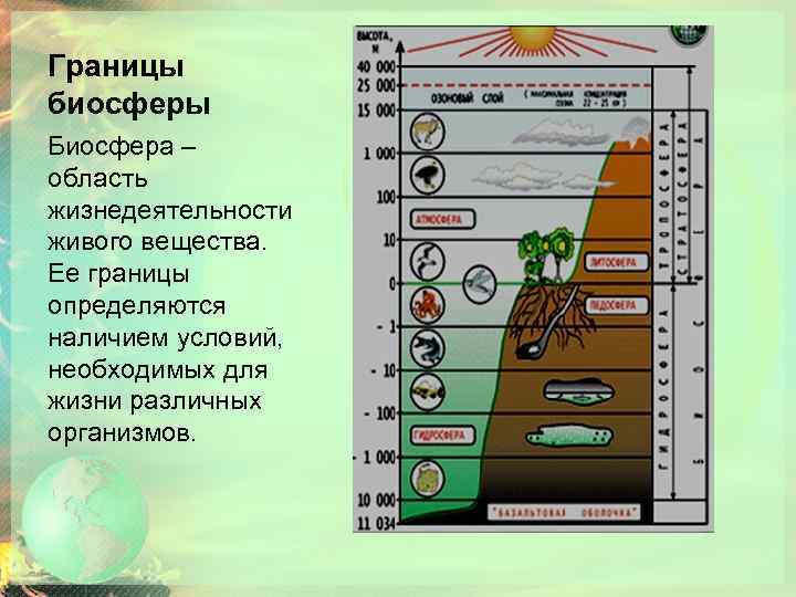 Границы биосферы Биосфера – область жизнедеятельности живого вещества. Ее границы определяются наличием условий, необходимых