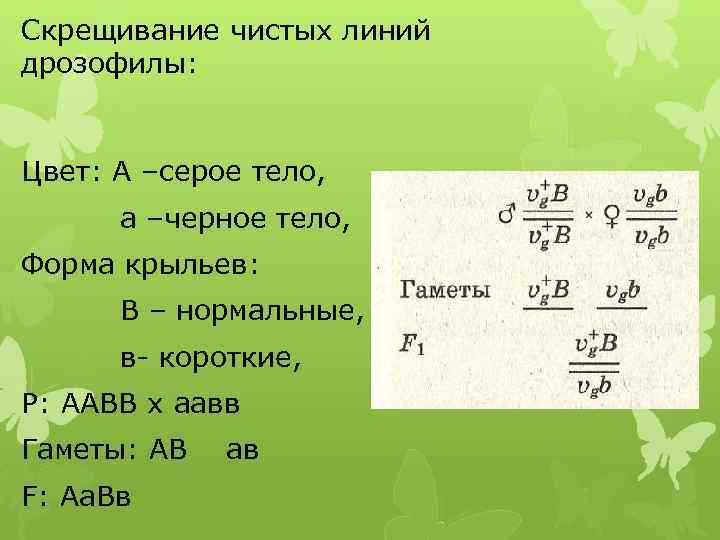 Скрещивание чистых линий дрозофилы: Цвет: А –серое тело, а –черное тело, Форма крыльев: В