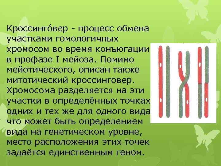 Конъюгация хромосом в мейозе. Профаза 1 мейоза конъюгация кроссинговер. Конъюгация гомологичных хромосом. Кроссинговер гомологичных хромосом. Конъюгация и кроссинговер хромосом.