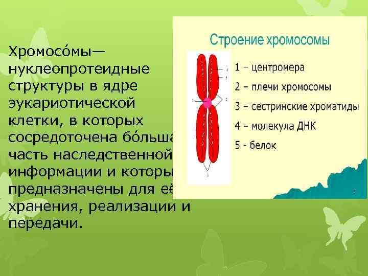 Хромосо мы— нуклеопротеидные структуры в ядре эукариотической клетки, в которых сосредоточена бо льшая часть