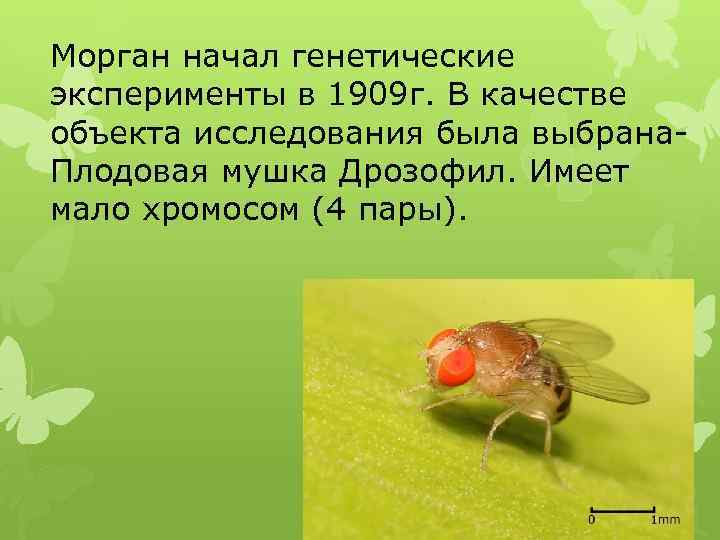 Морган начал генетические эксперименты в 1909 г. В качестве объекта исследования была выбрана. Плодовая