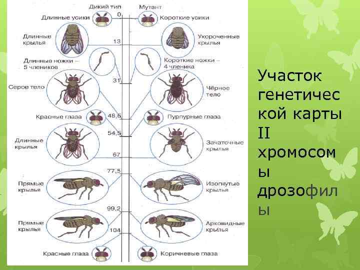 Участок генетичес кой карты II хромосом ы дрозофил ы 