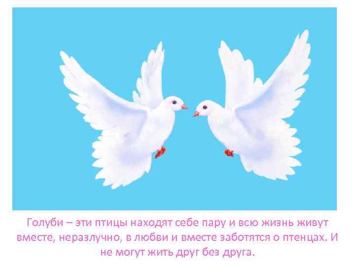 Голуби – эти птицы находят себе пару и всю жизнь живут вместе, неразлучно, в