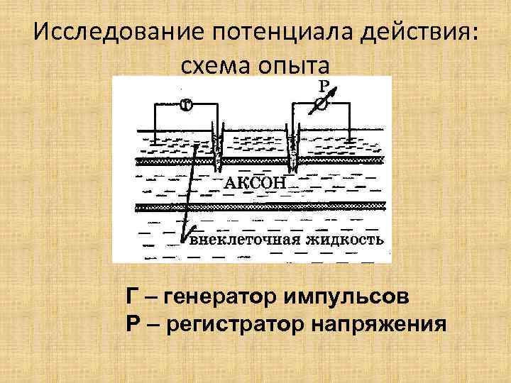 Исследование потенциала действия: схема опыта Г – генератор импульсов Р – регистратор напряжения 