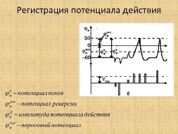 Регистрация потенциала действия 