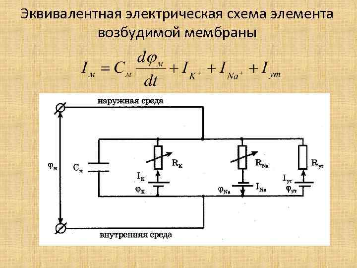 Эквивалентная электрическая схема элемента возбудимой мембраны 