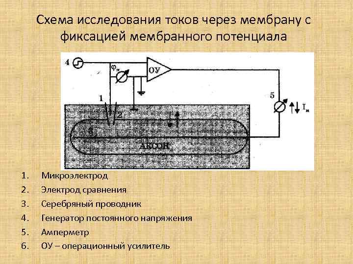Схема исследования токов через мембрану с фиксацией мембранного потенциала 1. 2. 3. 4. 5.