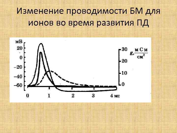 Изменение проводимости БМ для ионов во время развития ПД 