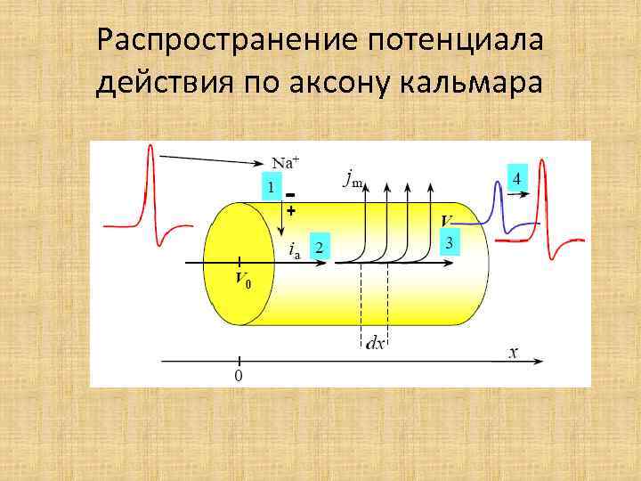 Распространение потенциала действия по аксону кальмара 