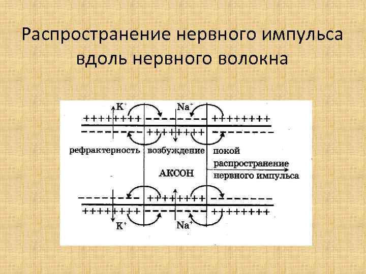 Распространение нервного импульса вдоль нервного волокна 