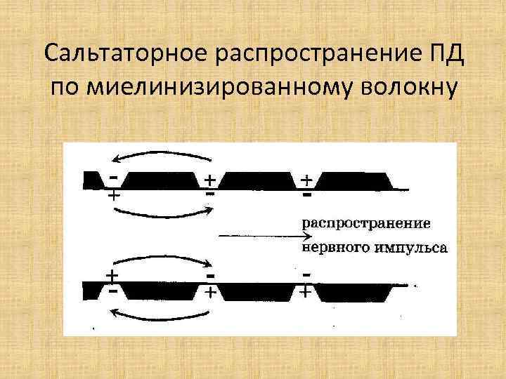 Сальтаторное распространение ПД по миелинизированному волокну 