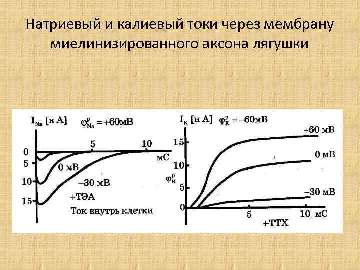 Натриевый и калиевый токи через мембрану миелинизированного аксона лягушки 