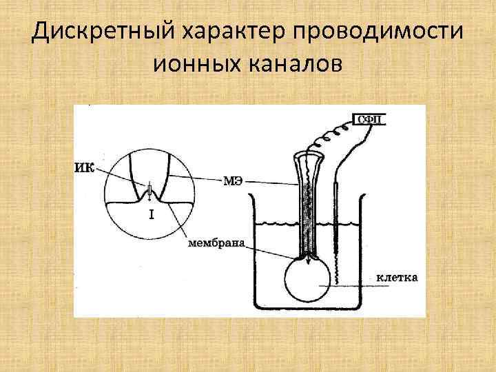 Дискретный характер проводимости ионных каналов 