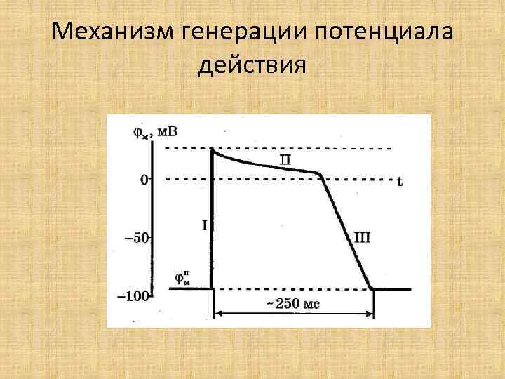 Механизм генерации потенциала действия 