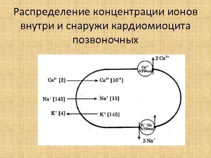 Распределение концентрации ионов внутри и снаружи кардиомиоцита позвоночных 
