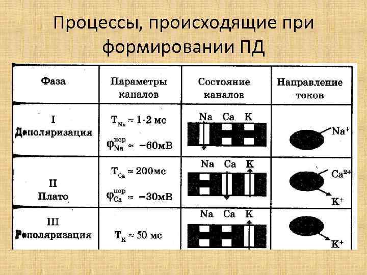 Процессы, происходящие при формировании ПД 