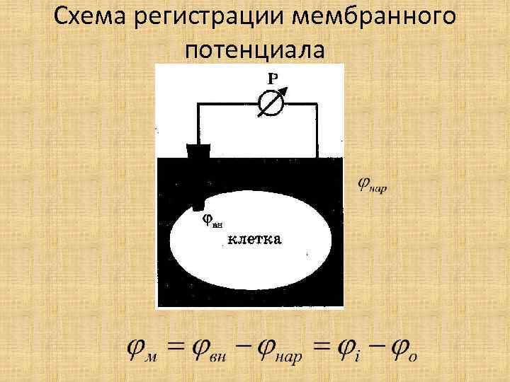 Схема регистрации мембранного потенциала 