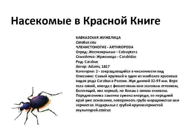 Насекомые в Красной Книге КАВКАЗСКАЯ ЖУЖЕЛИЦА Carabus cau ЧЛЕНИСТОНОГИЕ - ARTHROPODA Отряд: Жесткокрылые -