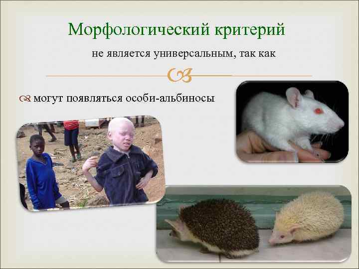 Морфологический критерий не является универсальным, так как могут появляться особи-альбиносы 