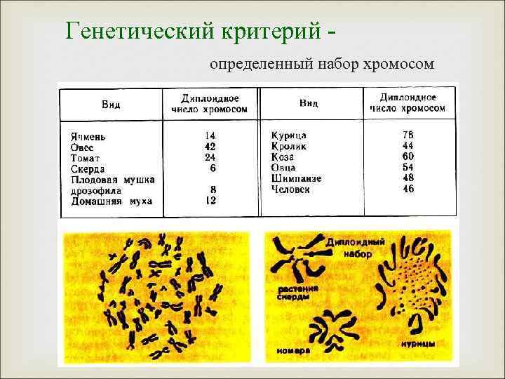 Генетический критерий определенный набор хромосом 